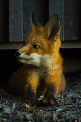red fox vulpes
