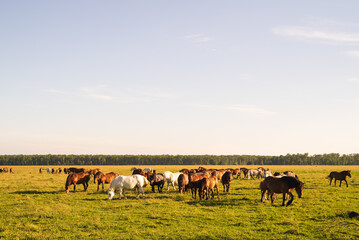 Image of rag of horses and cows grazing free at Odransko Polje, Croatia.