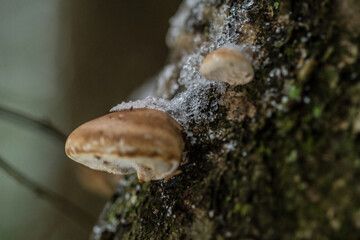 freezing object and ice
