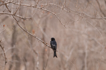 A Forktailed drongo perched on a branch against brown winter foliage.