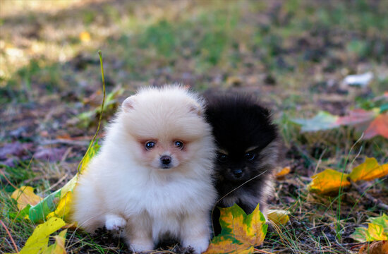 Pomeranian puppies in the autumn Park.