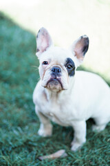 Fototapeta premium portrait of a white french bulldog with black eye bicolor