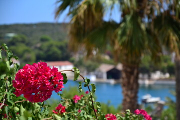Flowers drive to Mediterranean seea