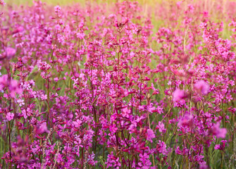 Obraz na płótnie Canvas Pink flowers in warm light in the field.
