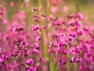 Pink flowers in warm light in the field.