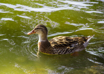 Duck in a green pond