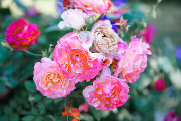 pink roses on a bush in the garden