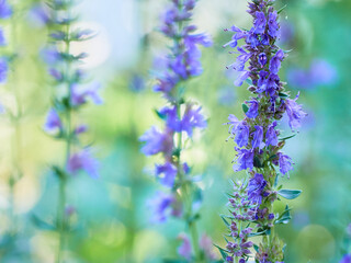 Purple flowers of hyssop (hyssopus officinalis)