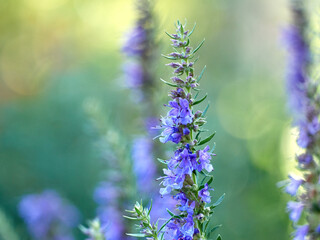 Purple flowers of hyssop (hyssopus officinalis)