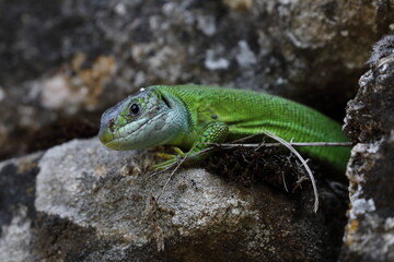 Western Green Lizard (Lacerta bilineata)  sits in a dry stone wall Germany