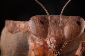 close up of an desicata mantis