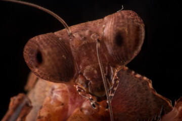 close up of an desicata mantis