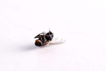 Dead fly lying on his back. Close-up. Selective focus