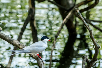 Wild Common Tern (Sterna hirundo) in park, Moscow, Russia