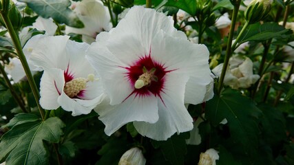 Hibiskusblüte, Malve, Eibisch, weiß - rot, Nahaufnahme  © Omm-on-tour