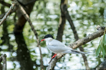 Wild Common Tern (Sterna hirundo) in park, Moscow, Russia