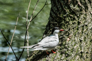 Wild Common Tern (Sterna hirundo) in park, Moscow, Russia
