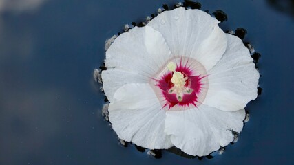 Hibiskusblüte, Malve, Eibisch, weiß - rot, Nahaufnahme  © Omm-on-tour