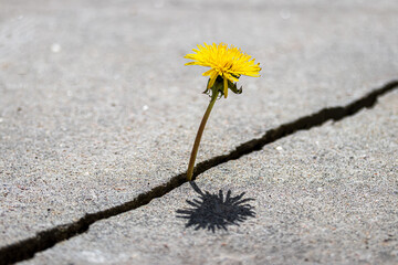 A yellow dandelion flower growing from a crack in concrete or cement. The concept of growth,...