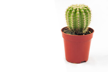 mini cactus plant in small brown pot with white background. copy space
