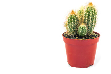 mini cactus plant in small brown pot with white background. copy space