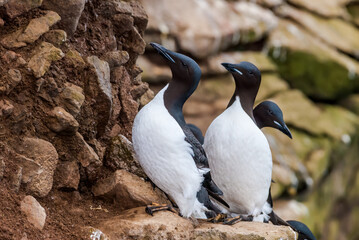 Thick-billed Murres (Uria lomvia) at St. George Island, Pribilof Islands, Alaska, USA