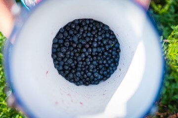 blueberries from czech forest, sumava, zelezna ruda, czech republic, national park, walking in forest
