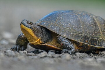 an endangered Blanding's Turtle comes into a woodland opening - Ontario, Canada  