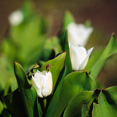 Obraz premium The bee flying in flowers direction