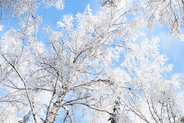 Tree branches covered with white fluffy snow, winter in forest, bright blue sky background, beautiful nature, seasonal landscape, Russia, Siberia, frosty sunny winter day card