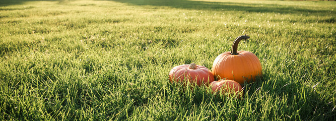 A field of green grass and three bright orange pumpkins of the new fall harvest in the sun....