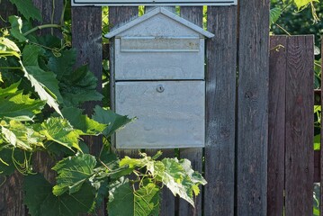 one gray metal mailbox on a brown wooden fence wall and a branch of grapes with green leaves