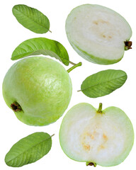 Guava fruit with leaf isolated on white background, Green Guava fruit isolated on the white With clipping path.