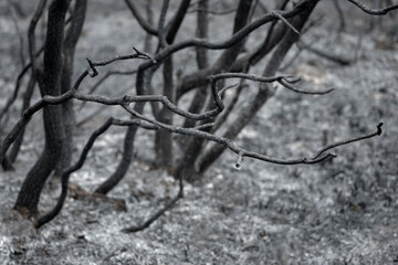 Close-up view of charred tree branches in a burnt forest with selective focus