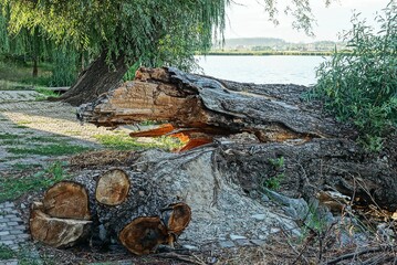 one large brown charred log of a broken tree in gray ash in a park