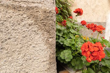 Red flowers against the wall of an old house