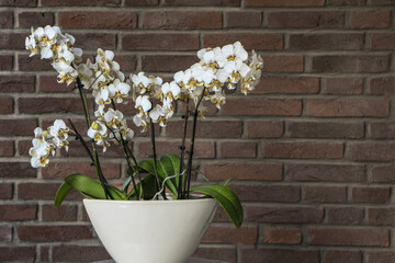 Spotted white orchid phalaenopsis stuartiana in pot near brick wall. - obrazy, fototapety, plakaty