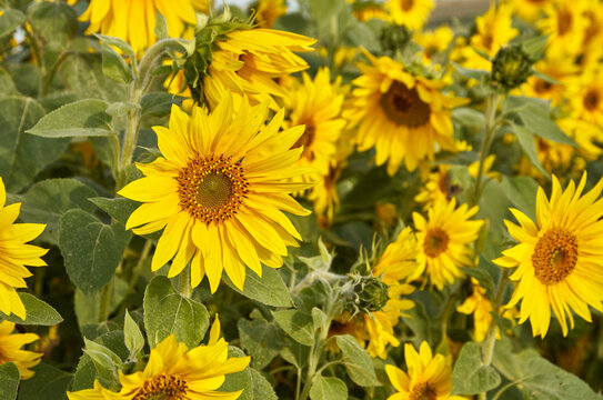 Morning sunflower field background image