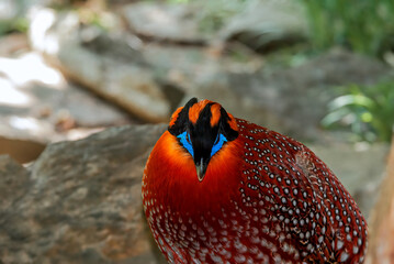 Satyr Tragopan (Tragopan satyra) male