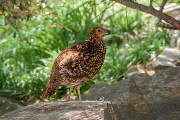 Satyr Tragopan (Tragopan satyra) female