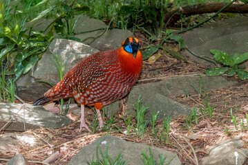 Satyr Tragopan (Tragopan satyra) male