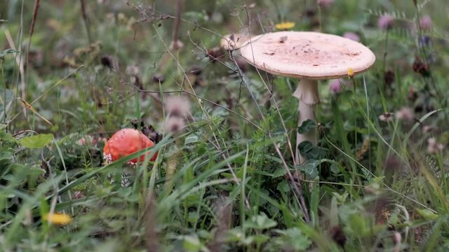 Autumn mushrooms grow in green dead grass