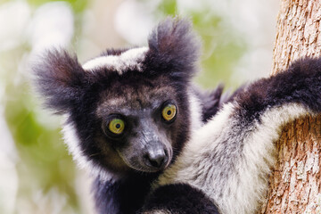 head of Black and white Lemur Indri (Indri indri), also called the babakoto, hanged on tree in...