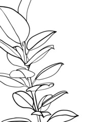 Ficus branch isolated on white. Line art drawing in black and white. - Vector illustration