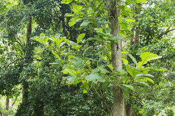 Fototapeta premium Teak Trees in Thailand precious hardwoods