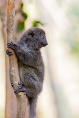 Eastern lesser bamboo lemur (Hapalemur griseus) known as the gray bamboo lemur and the gray gentle lemur. Andasibe Madagascar Vakona Private Reserve. Magagascar endemic wildlife and wilderness.
