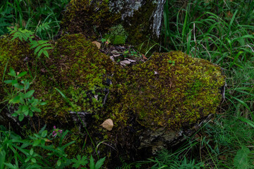 fluffy curly green moss on an old tree stump in the forest
