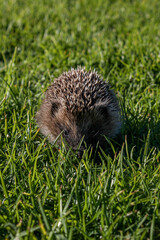 The Hedgehog