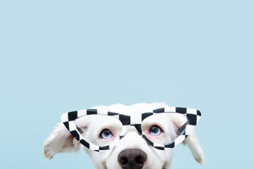 Close up funny dog hide  wearing glasses celebrating halloween or carnival. Happy expression....
