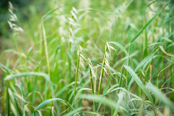 Beautiful green oat spikelets on the field. Agriculture field.